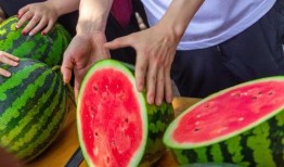 吃瓜免费吃,免费吃瓜，畅享夏日清凉